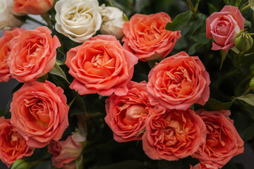 Background of pastel red roses close-up view from above. Gift delicate bouquet full frame, layout for the design of the postcard. The concept of a wedding, Birthday, Mother's day, declaration of love.