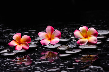 Fototapeta na wymiar spa still life of with three pink frangipani and zen black stones ,wet background 
