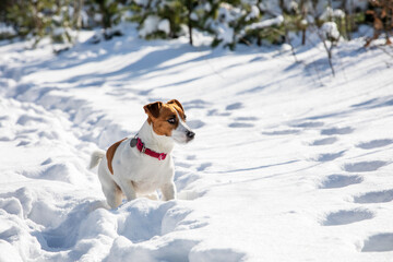 jack russell terrier hunting in snow drifts in the forest