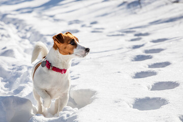 jack russell terrier hunting in the snow in a rack in the forest, horizontal,