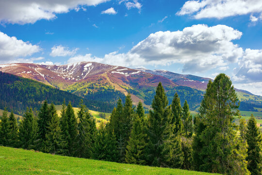 wonderful mountain scenery in spring. beautiful view with alpine valley in the background. spruce forest on the hillside meadow. fluffy clouds on a blue sky above the distant ridge
