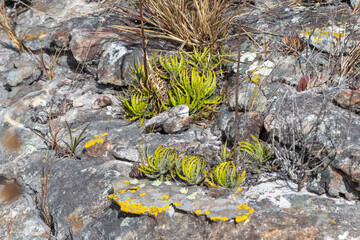 Bromeliaceae growing on rocks close to Diamantina in Minas Gerais, Brazil
