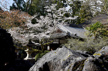 春の石山寺　蓮如堂　滋賀県大津市