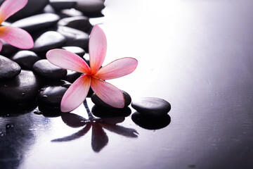 Fototapeta na wymiar pink frangipani and zen black stones background 