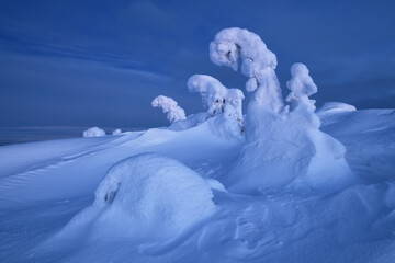 Snow-covered trees in the mountains in the early morning, Kola Peninsula, Russia