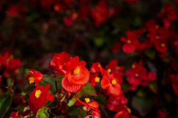 Obraz premium Begonia red lat. Begonia semperflorens is a bright garden flower in a soft selective focus. Summer natural background of small red flowers. Bright sunlight. Landscape gardening of squares and parks.