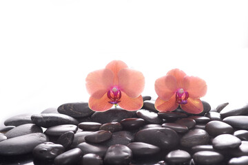 Two orange orchid, close up with pile of black stones
