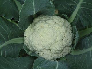cauliflower