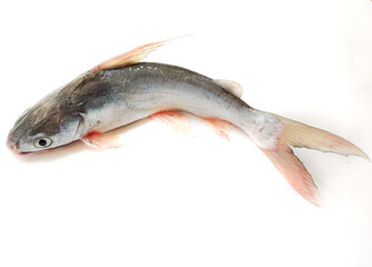 Gafftopsail Cat Fish Fish Isolated on white background.