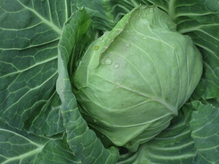 Fototapeta premium head of cabbage