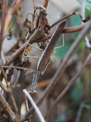 A brown praying mantis hangs upside down from a branch