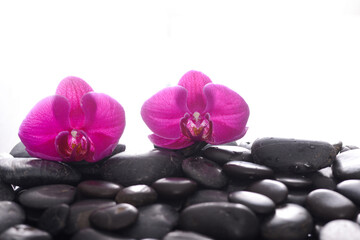 Naklejka na ściany i meble Still life with red two orchid, close up with pile of black stones