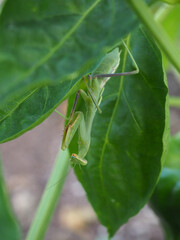 A green praying mantis hangs upside down from a leaf