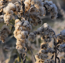 Frostblume 6