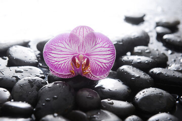 Still life with pink striped orchid, close up with pile of wet black stones