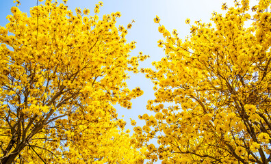 Yellow flower campanula blooming in spring