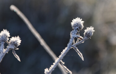 Frostblume 4