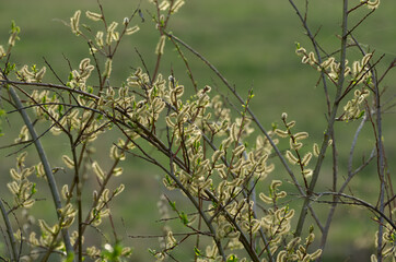 Fluffy willow catkins in the spring flowering period