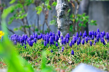 They are flowers in the Korean garden.