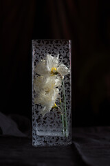 Bouquet of white blossom daffodils isolated on the black background in glass vase.