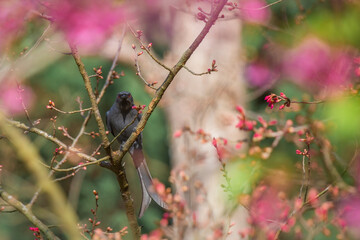 Pink cherry blossoms A little bird enjoying finding nectar from flowers.