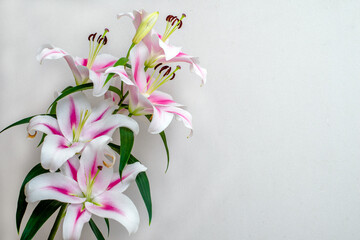 Obraz premium Bouquet of white lilies on white background 