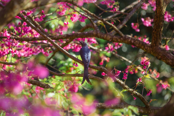 Pink cherry blossoms A little bird enjoying finding nectar from flowers.