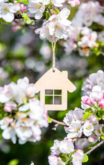 Symbol of the house on the branches of a flowering apple
