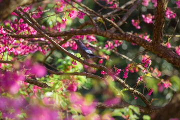 Pink cherry blossoms A little bird enjoying finding nectar from flowers.