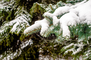 Snow-covered branches of spruce in the winter forest
