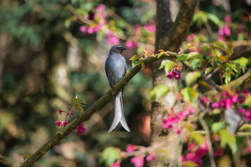 Pink cherry blossoms A little bird enjoying finding nectar from flowers.
