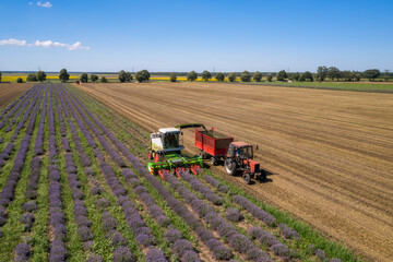 Aerial view of harvesting lavender field © Jess_Ivanova