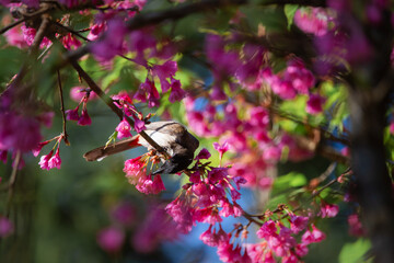 Pink cherry blossoms A little bird enjoying finding nectar from flowers.