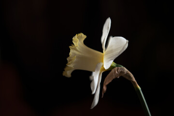 White blossom daffodil isolated on the black background.