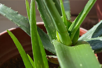 Fototapeta premium aloe vera leaves