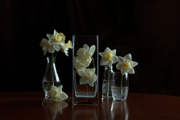 White blossom daffodil isolated on the black background.