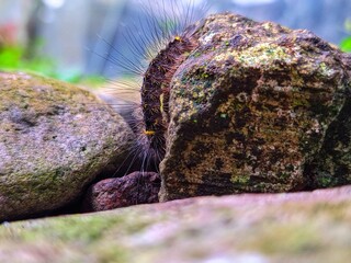 Caterpillar on rock 