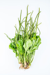 Fresh chinese herbal medicine plantain on white background