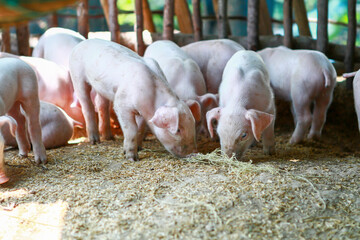 Cute pink piglet is waiting to be fed from farmers. A newborn piglet was standing in the morning sun before feeding. © Hospital man