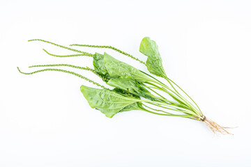 A fresh herbal plant plantain on white background © Lili.Q