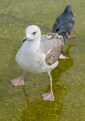 Seagull walking along the embankment on a rainy day