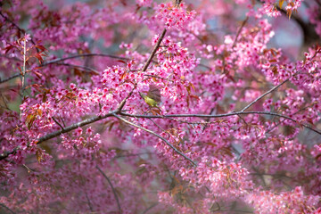 Pink cherry blossoms A little bird enjoying finding nectar from flowers.