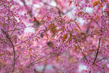 Pink cherry blossoms A little bird enjoying finding nectar from flowers.