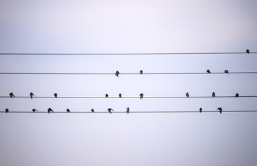 swallows on a power line