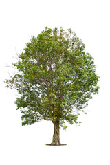 Trees isolated on white background, tropical trees isolated used for design, advertising and architecture.