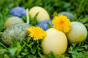 Obraz na płótnie Canvas Easter colored eggs on green grass and yellow flowers.
