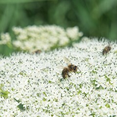 Barneveld Netherlands - 9 June 2020 - Bee on flowers of hogweed (Heracleum)