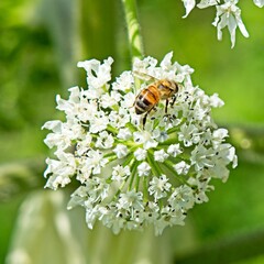 Barneveld Netherlands - 9 June 2020 - Bee on flowers of hogweed (Heracleum)