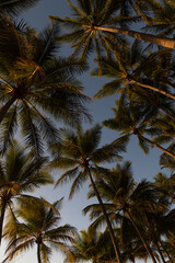 Fototapeta na wymiar Palm trees at dawn