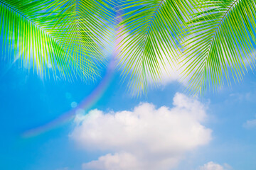 Fototapeta na wymiar Blue sky background with green coconut palm leaves,relax or holiday season concept